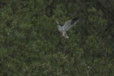 Grijze Wouw / Black-shouldered Kite