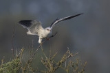 Grijze Wouw / Black-winged Kite