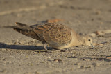 Zomertortel / Turtle Dove