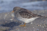 Paarse Strandloper / Purple Sandpiper