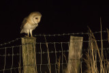 Kerkuil / Barn Owl