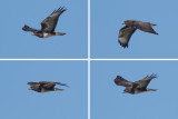 Buizerd / Common Buzzard