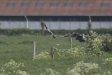 Grauwe Kiekendief / Montagus Harrier