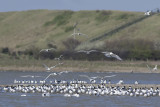 Grote Stern / Sandwich Tern