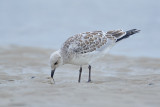 Zwartkopmeeuw / Mediterranean Gull