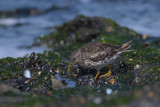 Paarse Strandloper / Purple Sandpiper