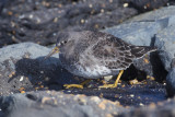 Paarse Strandloper / Purple Sandpiper