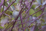 Pallas Boszanger / Pallas Leaf Warbler