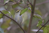 Pallas Boszanger / Pallas Leaf Warbler