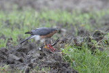 Sperwer / Eurasian Sparrowhawk