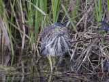 Groene Reiger / Green Heron