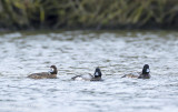 Topper / Greater Scaup