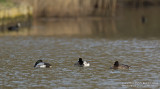 Topper / Greater Scaup