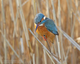 IJsvogel / Kingfisher