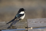 Ekster / Eurasian Magpie