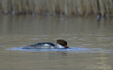 Grote Zaagbek / Common Merganser