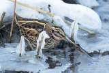 Bokje / Jack Snipe