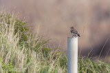 Bonte Tapuit / Pied Wheatear