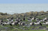 Witbuikrotgans / Pale-bellied Brant Goose