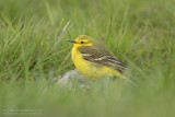 Engelse Kwikstaart / Yellow Wagtail