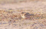 Kortteenleeuwerik / Short-toed Lark