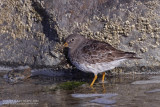 Paarse Strandloper / Purple Sandpiper