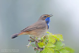 Bluethroat