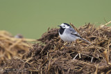 Witte Kwikstaart / White Wagtail