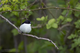 Bonte Vliegenvanger / Pied Flycatcher