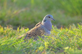 Zomertortel / Turtle Dove