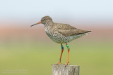 Tureluur / Common Redshank