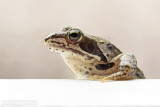 Bruine Kikker / Brown frog
