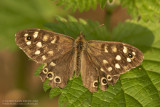 Bont Zandoogje / Speckled wood butterfly
