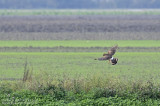 Blauwe Kiekendief / Hen Harrier