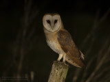 Kerkuil / Barn Owl