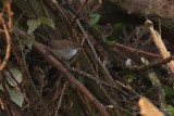 Cettis Zanger / Cettis Warbler