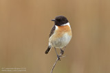 Roodborsttapuit / European Stonechat