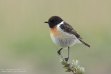 Roodborsttapuit / European Stonechat