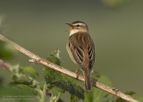 Rietzanger / Sedge Warbler