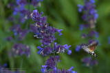 Kolibrievlinder / Hummingbird hawk-moth