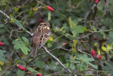 Bosgors / Rustic Bunting