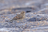 IJsgors / Lapland Bunting