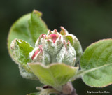 Knoppen in de appelboom