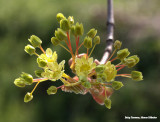 Maple flowers