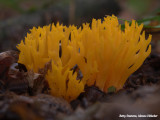 Kleverige koraalzwam - Yellow stagshorn