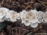 Waaiertjes - Split gill mushroom