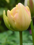Onze tuin (our garden)