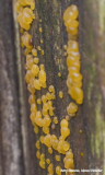 Paddestoelen (mushrooms)
