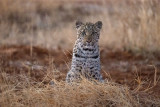 Pat Johnston 002 Summer Favourite - Juvenile Leopard