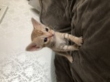 Looking at the sibblings